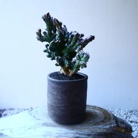 特価商品 有馬和博 鉢 目の巣山 インビシブル ボタナイズ 植物/観葉 ...