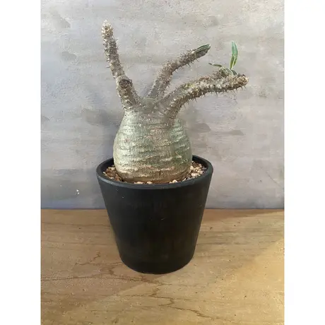 A Plants 塊根植物販売 A Plants 塊根植物販売