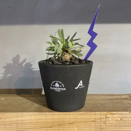 A Plants 塊根植物販売