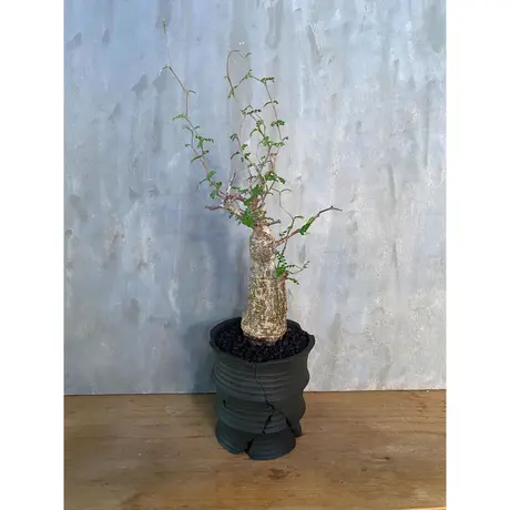 A Plants 塊根植物販売