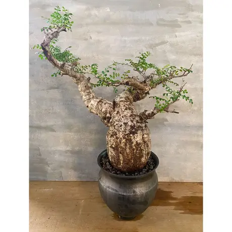 A Plants 塊根植物販売