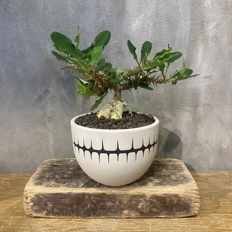 コーデックスセット売③ 塊根植物パキプス ギラウミニアナ ホリダ コーデックスセット売③ 塊根植物パキプス ギラウミニアナ