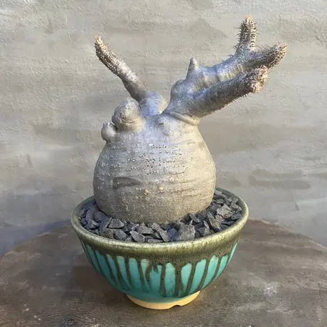 Sale A Plants 塊根植物販売