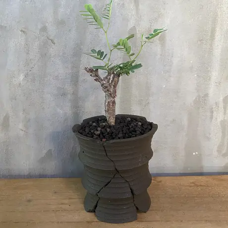 A Plants 塊根植物販売