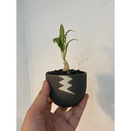 コーデックスセット売り① 塊根植物パキプス ギラウミニアナ ホリダ エボリスピナ ユーフォルビア ギラウミニアナ 多肉植物 コーデックス 塊根植物