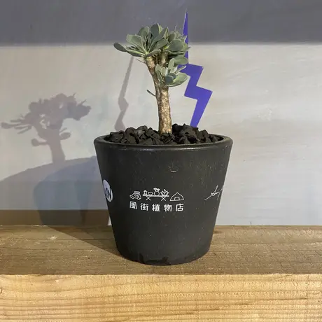 A Plants 塊根植物販売