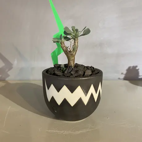 A Plants 塊根植物販売