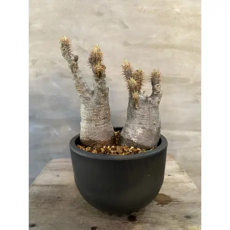 A Plants 塊根植物販売 A Plants 塊根植物販売