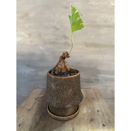 A Plants 塊根植物販売