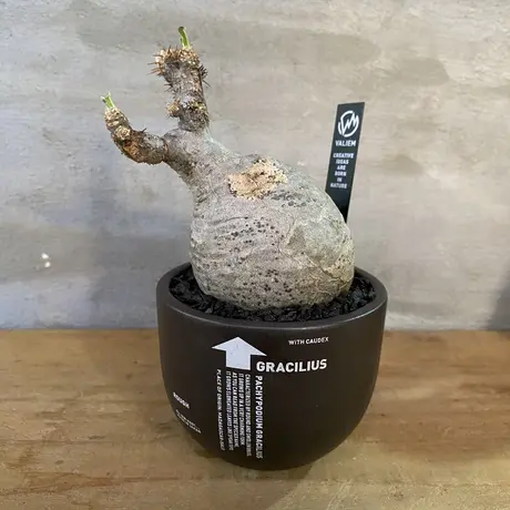 A Plants 塊根植物販売 A Plants 塊根植物販売