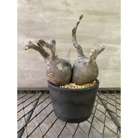 A Plants 塊根植物販売 A Plants 塊根植物販売