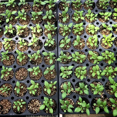 Ninja Farm オンラインストア