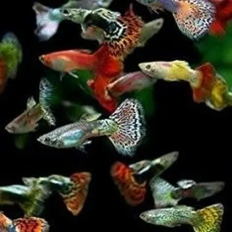 熱帯魚アクアリウム観賞魚フィッシュ