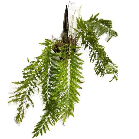 Drynaria roosii ハカマウラボシ 沖縄県産増殖株 熱帯植物 着生