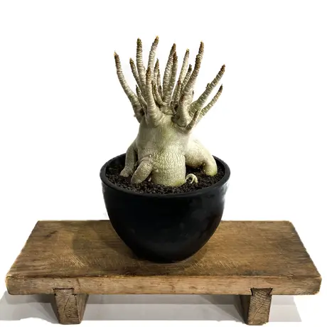 ☆アデニウム✕信楽焼 青銅 アラビカム ドワーフ 5号 - benw-elektro.nl