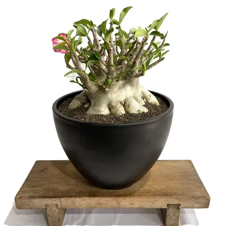 ☆アデニウム✕信楽焼 青銅 アラビカム ドワーフ 5号 - benw-elektro.nl