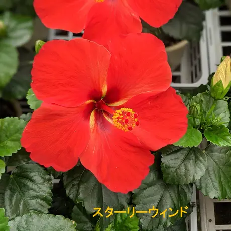 立花ガーデン フラワーショップ 公式通販