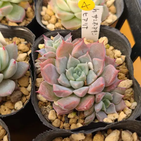 います 34. 多肉植物の通販 by 今回のお取引でラクマ削除します 【最安値挑戦!】 ももきちさん専用 家庭用ゲームソフト