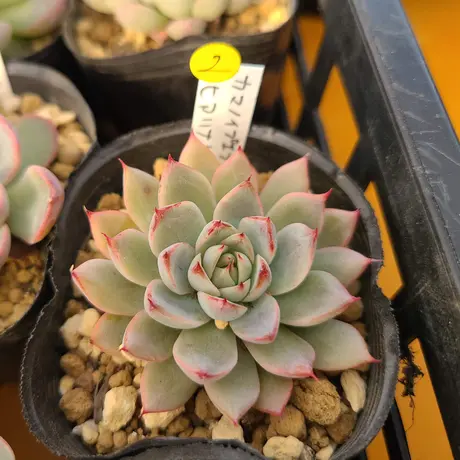 います 34. 多肉植物の通販 by 今回のお取引でラクマ削除します 【最安値挑戦!】 ももきちさん専用 家庭用ゲームソフト