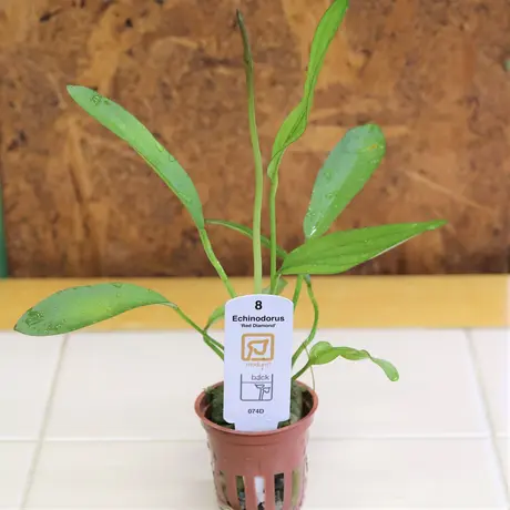 なかなか手に入らない水草！ エキノドルスサターン ゴンサロ
