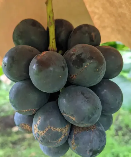 りんごの丘農園 ネット直売所