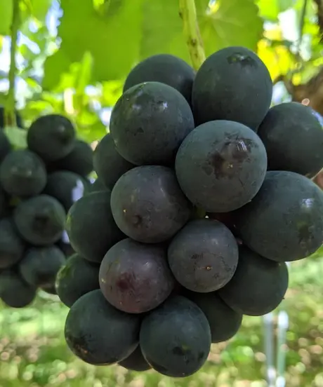 りんごの丘農園 ネット直売所