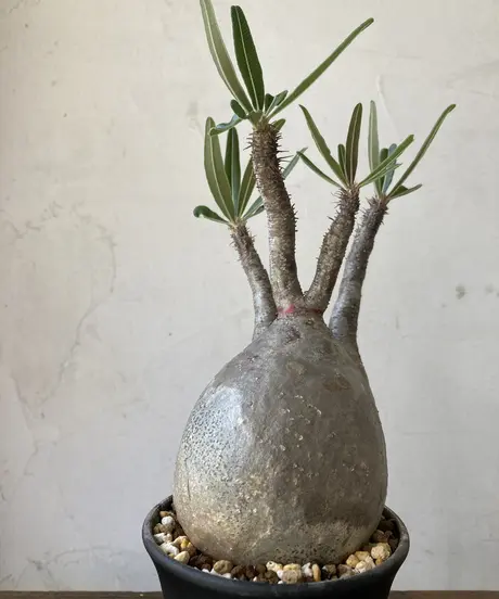 パキポディウム　エニグマティクム 現地球　発根活着済み（鉢付き） パキポディウム エニグマティクム 現地球 発根株 (鉢付き