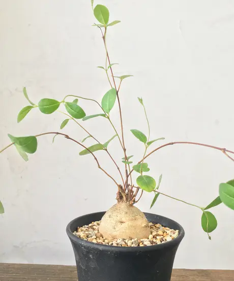 奇妙な植物園 奇妙な植物園