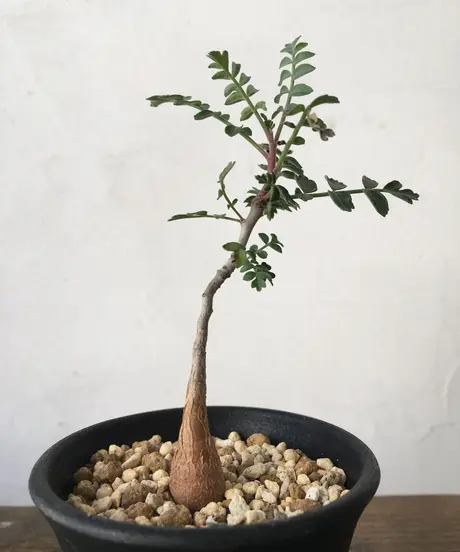 奇妙な植物園