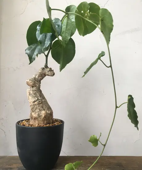 奇妙な植物園 奇妙な植物園