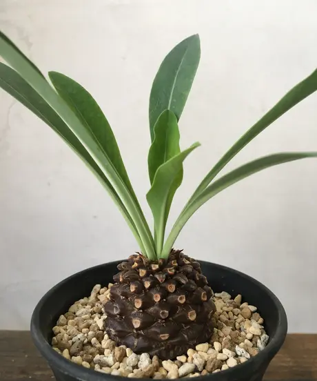 奇妙な植物園