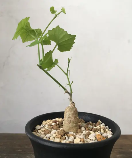 奇妙な植物園 奇妙な植物園