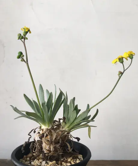 奇妙な植物園