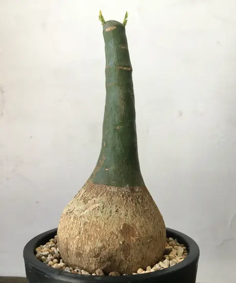 奇妙な植物園