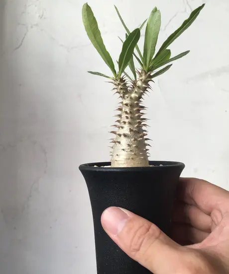 奇妙な植物園