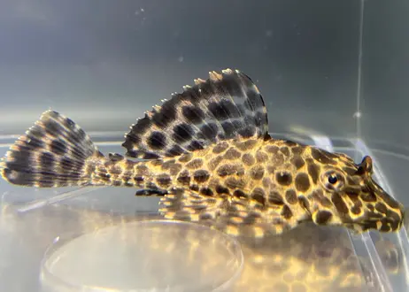 Sale 熱帯魚 生体 用品通販のアクアショップ ピラルク 本店 楽しいアクアリウム体験