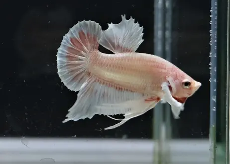 ベタ専門店 Pros ベタ専門店 Pros