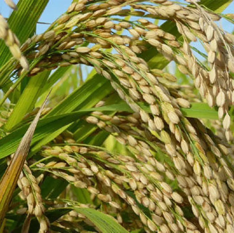 熊本八代平野の米