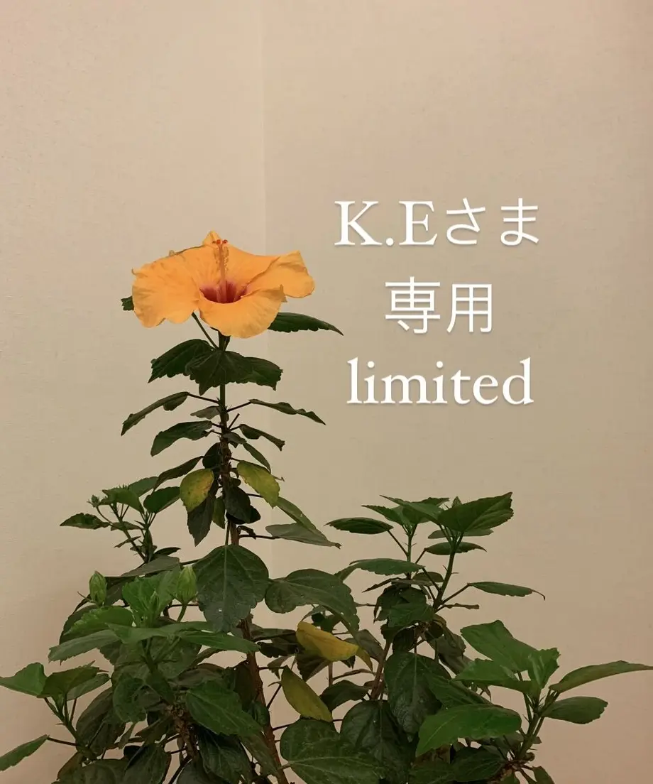 60e141a259a26c07411a4ca5