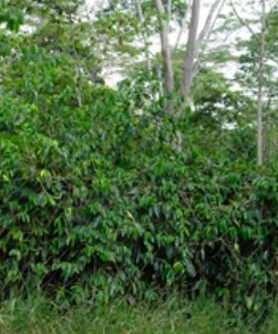 61502c332305575289accc09