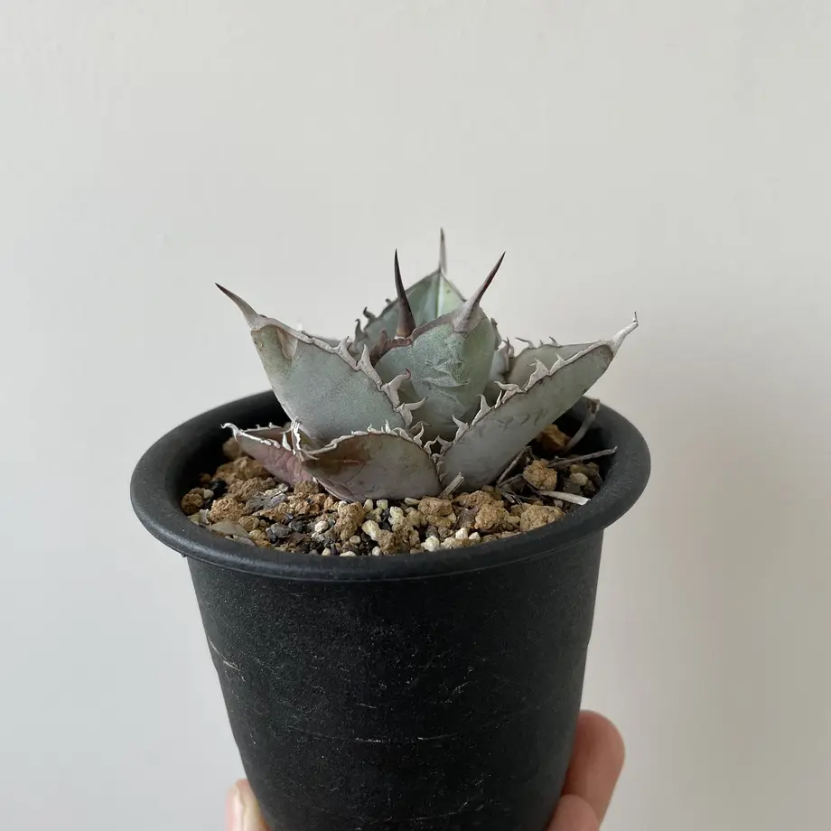 アガベ ユタエンシス エボリスピナ 陽炎 コンパクト 良型 現地球 発根