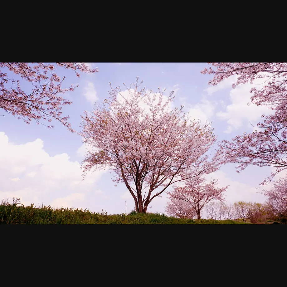 5ee97497d26fa529017af84c