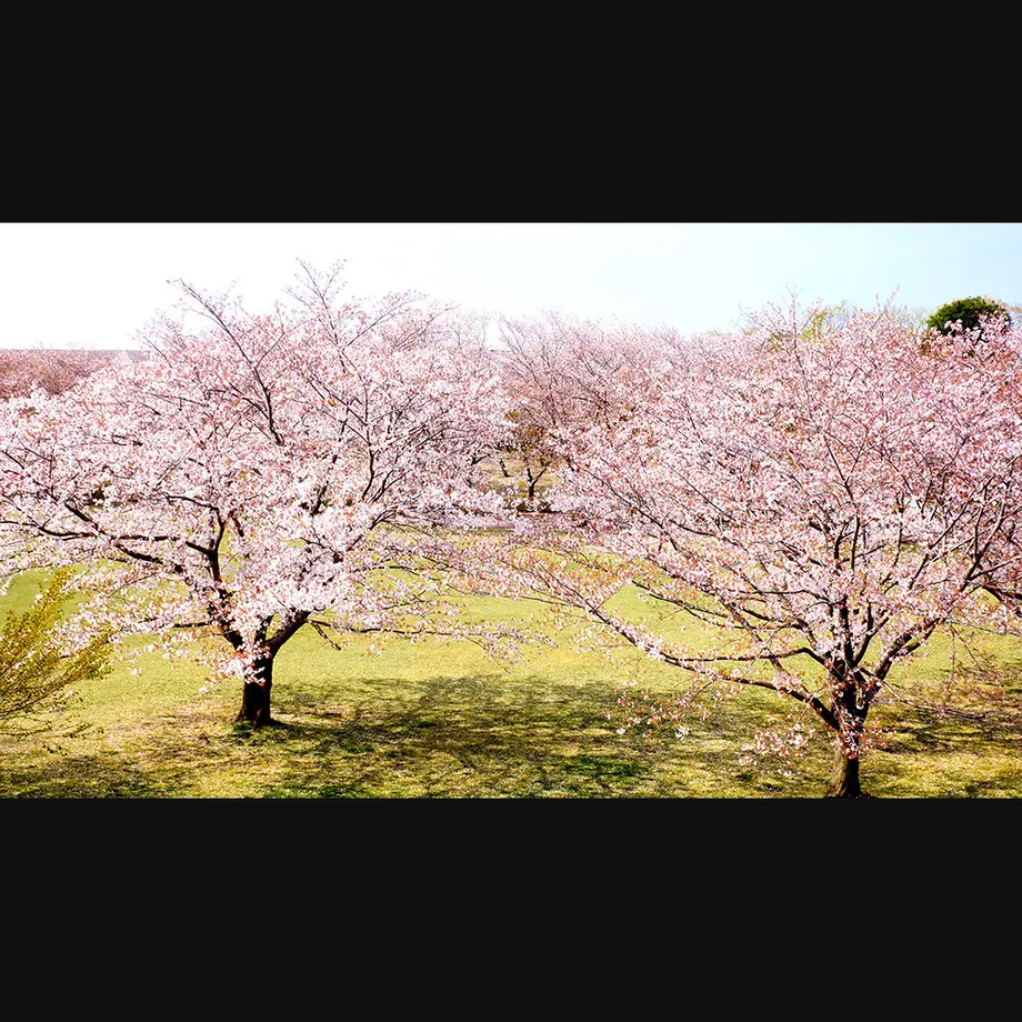 5ee97497d26fa529017af84c