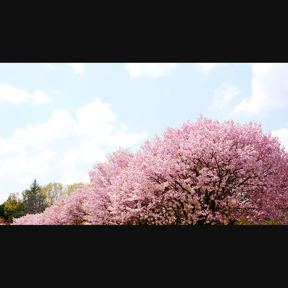 5ee97497d26fa529017af84c