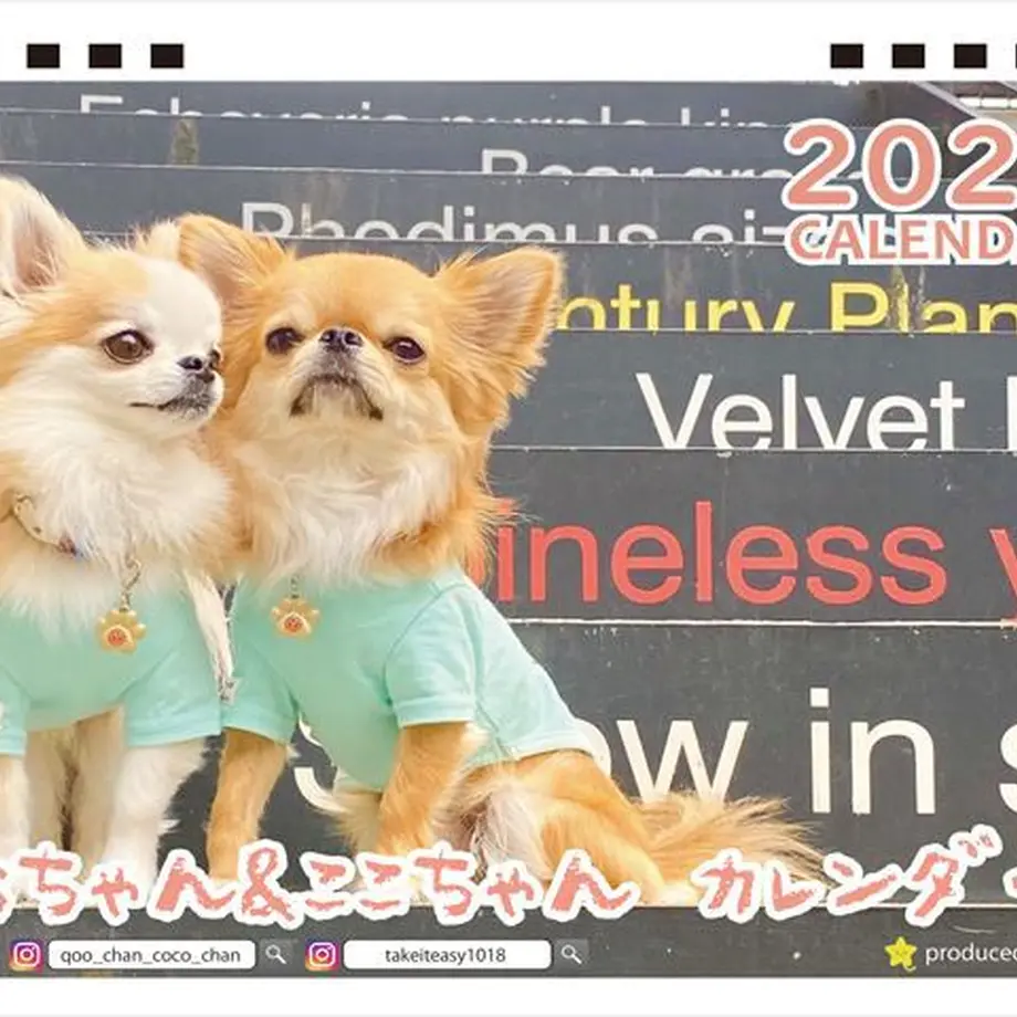 6334f3ce1685c9000113918e