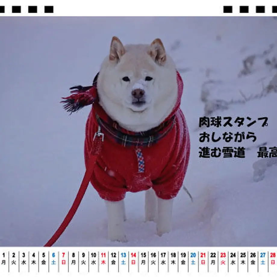 5f7524598b4f202dd7045ceb