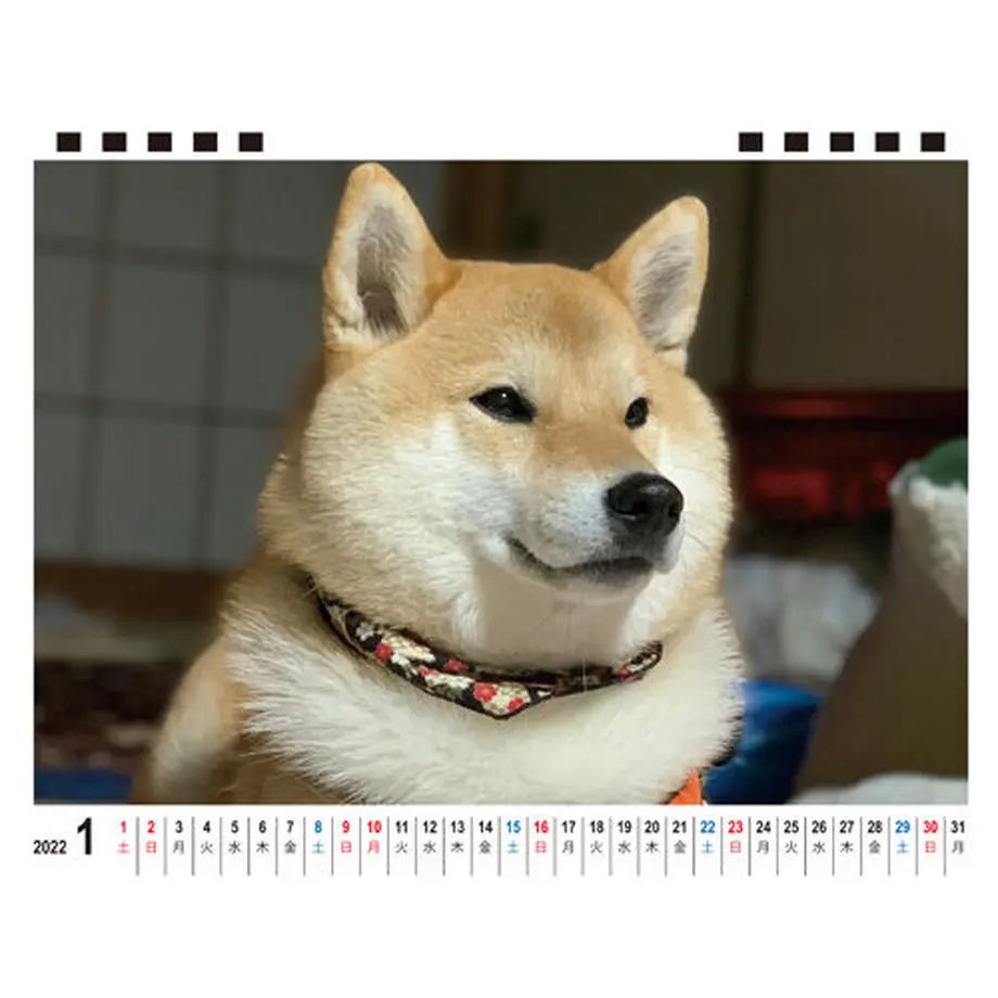 6165f8c64385a51ad36e403e