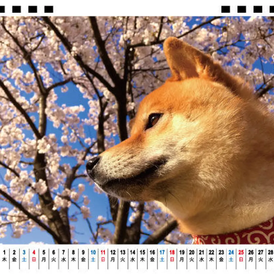 5f7524538b4f202dd7045c6e