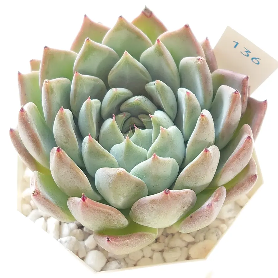 613ac1ccaddb845e925e8ef6