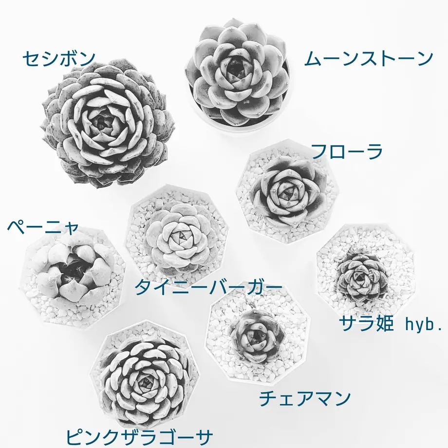 5ff8048b72eb460d4fa6e4b8